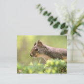 木のリス ポストカード (スタンド正面)