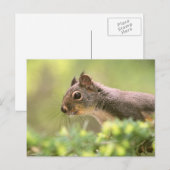 木のリス ポストカード (正面/裏面)