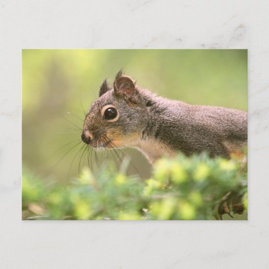 木のリス ポストカード (正面)