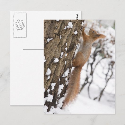 木のリス ポストカード (正面/裏面)