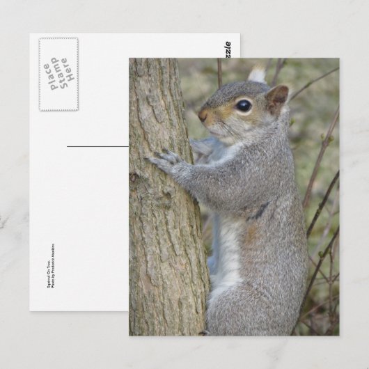木のリス ポストカード (正面/裏面)