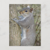 木のリス ポストカード (正面)