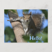 木の上であなたを眺めるかわいいリス フォトジェニック ポストカード (正面)