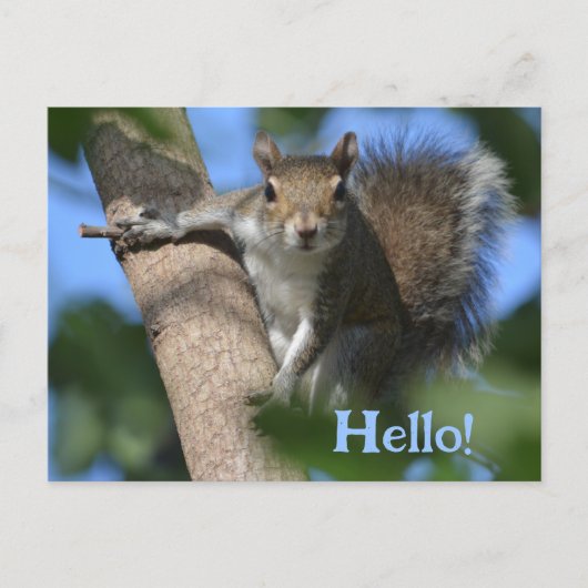 木の上であなたを眺めるかわいいリス フォトジェニック ポストカード (正面)