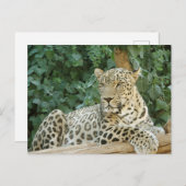 木の上で休んでいる大きなヒョウ ポストカード (正面/裏面)
