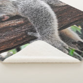 木の上で眠るコアラ シェルパブランケット (3/4)