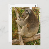 木の上で眠るコアラ ポストカード (正面/裏面)