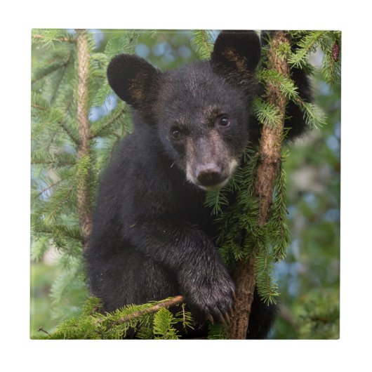木の上で遊ぶクロクマの子熊 タイル (正面)