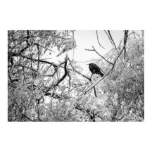 木の上で飢え凍っている