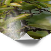 木の上にナシを植える フォトプリント            (角)