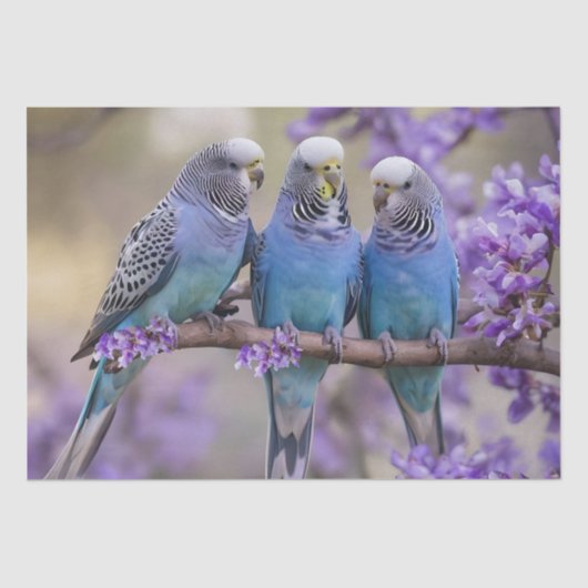 木の上のおしゃべり：ジャカランダの木の青いブダギー。 薄葉紙 (正面)