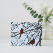 木の上のカーディナル ポストカード (スタンド正面)