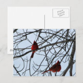 木の上のカーディナル ポストカード (正面/裏面)