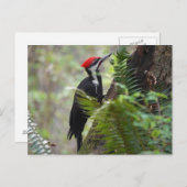木の上のキツツキ ポストカード (正面/裏面)
