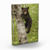 木の上のクロクマの子熊 フォトブロック (左)
