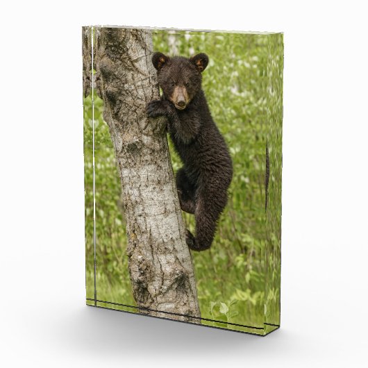 木の上のクロクマの子熊 フォトブロック (右)