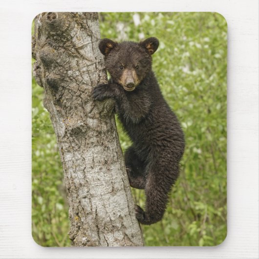 木の上のクロクマの子熊 マウスパッド (正面)