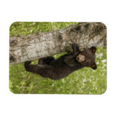 木の上のクロクマの子熊 マグネット (横)