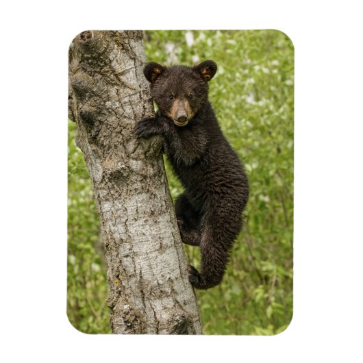 木の上のクロクマの子熊 マグネット (縦)