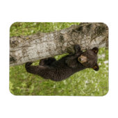 木の上のクロクマの子 マグネット (横)