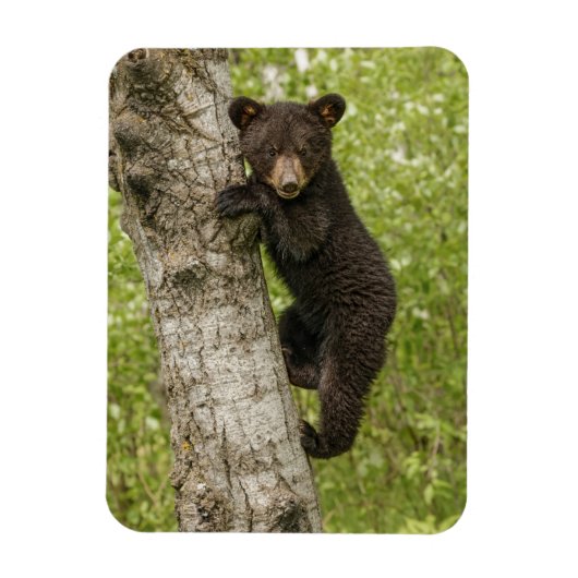 木の上のクロクマの子 マグネット (縦)