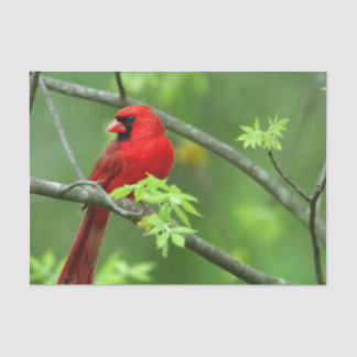 木の上のショウジョウコウカンチョウ 薄葉紙