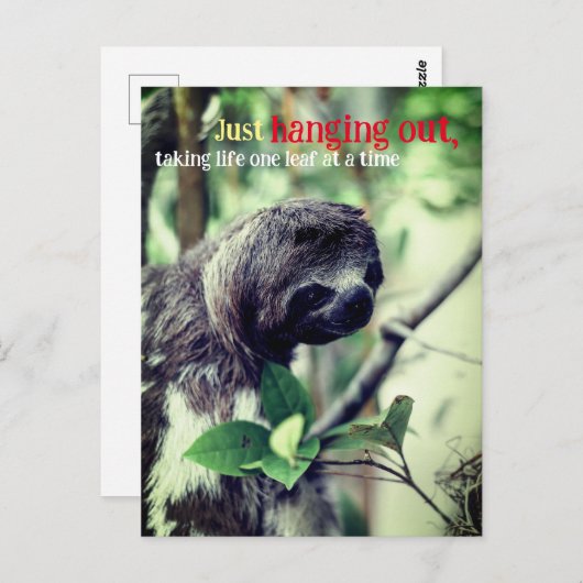 木の上のナマケモノの写真 ポストカード (正面/裏面)