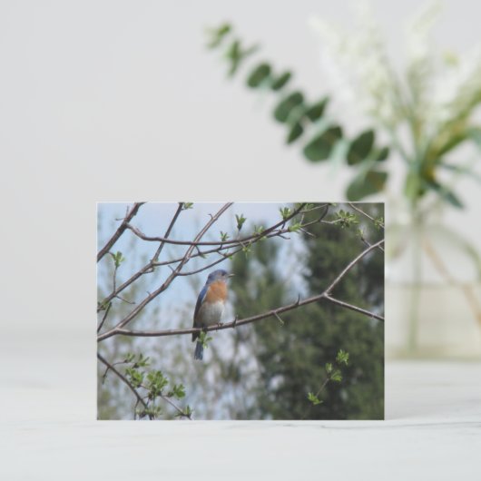 木の上のブルーバード ポストカード (スタンド正面)