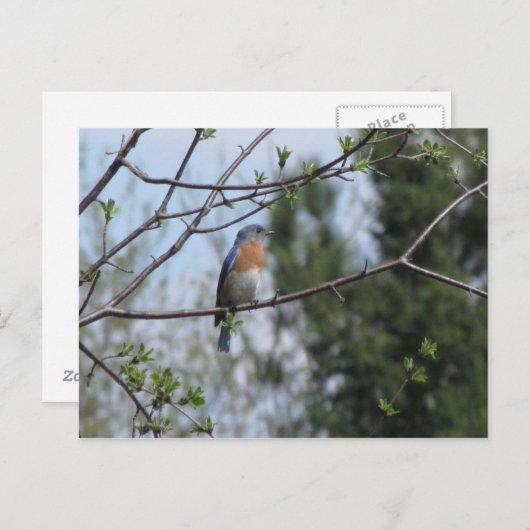 木の上のブルーバード ポストカード (正面/裏面)