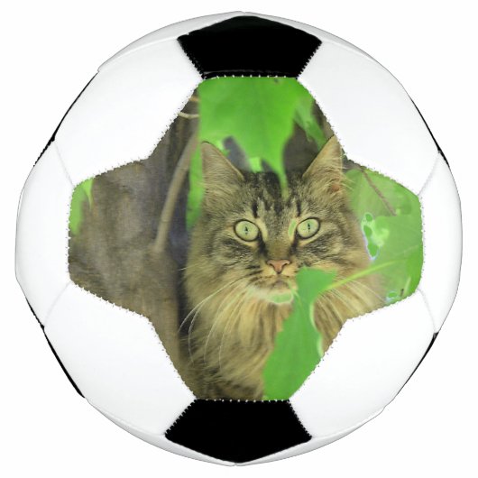 木の上のメインクーン サッカーボール (正面)