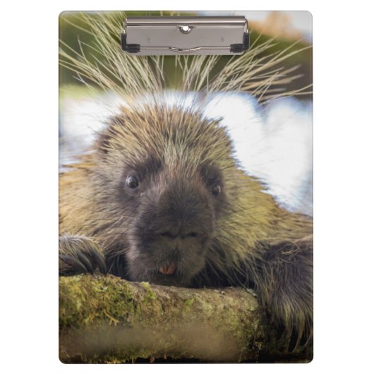 木の上のヤマアラシのクローズアップ クリップボード (正面)