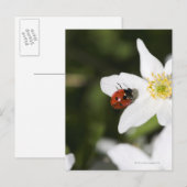 木の上のラディバードのアネモネのストックホルムスウェーデン ポストカード (正面/裏面)