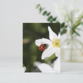 木の上のラディバードのアネモネのストックホルムスウェーデン ポストカード (スタンド正面)