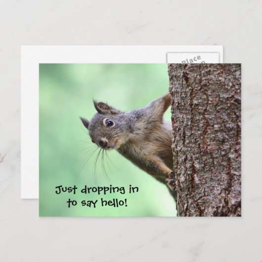 木の上のリス ポストカード (正面/裏面)