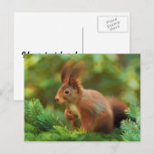 木の上のリス ポストカード (正面/裏面)
