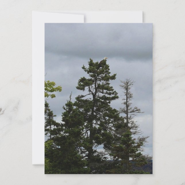 木の上のワシ (正面)