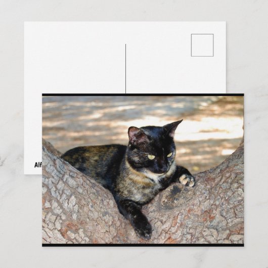 木の上の三毛猫 ポストカード (正面/裏面)