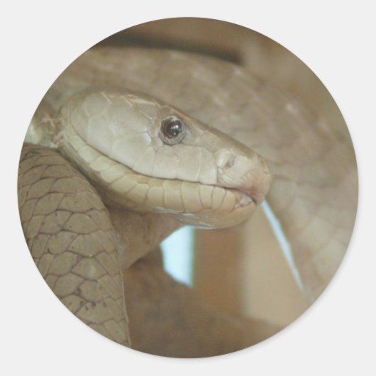 木の上の危険なヘビ ラウンドシール (正面)