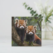 「木の上の探検家:ベビーレッドパンドラ(PANDAS) サンキューカード (スタンド正面)