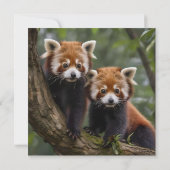 「木の上の探検家:ベビーレッドパンドラ(PANDAS) サンキューカード (裏面)