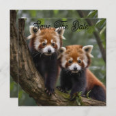 「木の上の探検家:ベビーレッドパンドラ(PANDAS) セーブザデート (正面/裏面)