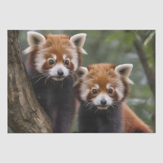 「木の上の探検家：ベビーレッドパンドラ(PANDAS) 薄葉紙 (正面)