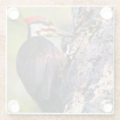 木の上の美しいパイレーテッドウッドペッカー ガラスコースター (裏面)