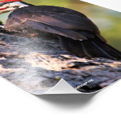 木の上の美しいパイレーテッドウッドペッカー フォトプリント (角)