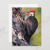 木の上の美しいパイレーテッドウッドペッカー ポストカード (正面/裏面)