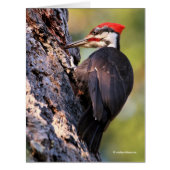 木の上の美しい毛立ての木こり (正面)