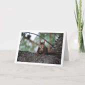 木の上の赤いリス カード (正面)