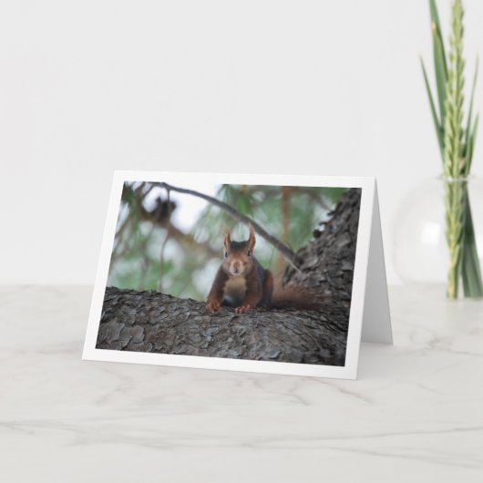 木の上の赤いリス カード (正面)