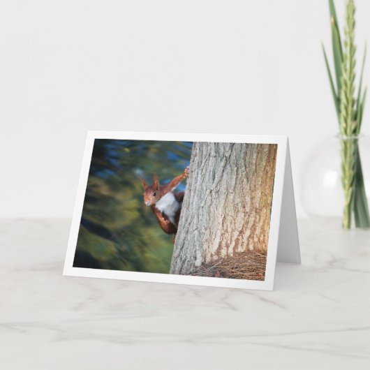 木の上の赤リス カード (正面)