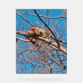 木の上の野良猫ルーシー 猫好きのための  アクリルサイン (正面)